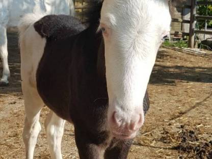 Bild 3:Verkauft Islandpferde