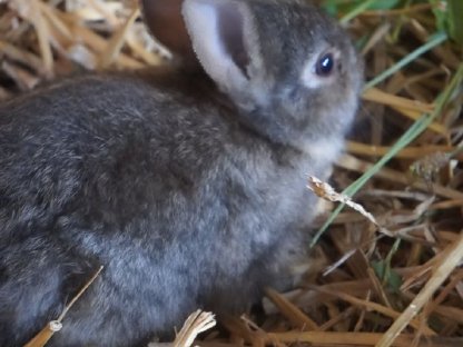 Bild 2:Zwergkaninchen