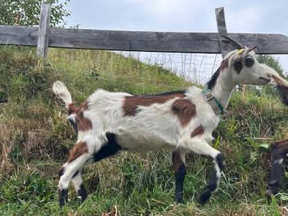 Bild 4:Tauernscheck Kitz weiblich