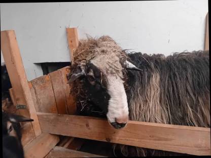 Bild 2:Krainer Steinschaf Widder