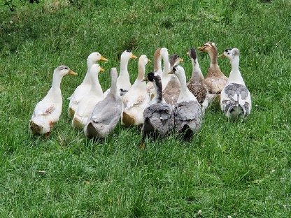 Bild 2:Haubenenten, östr. Landenten
