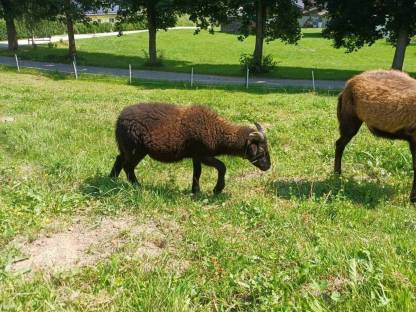 Bild 2:Quessant Bocklamm