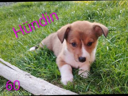 Bild 3:Welsh Corgi Pembroke × Border Collie Welpen