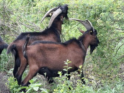 Bild 4:HB PINZGAUER Zuchtböcke