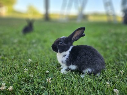 Bild 2:Kaninchen, Hasen
