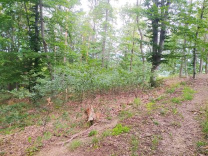 Bild 5:Brennholz Eiche/Kastanie/Akazie/Buche/Kiefer/Fichte