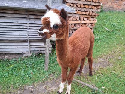 Bild 2:Alpaka