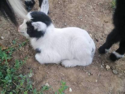 Bild 3:Minizwergziege