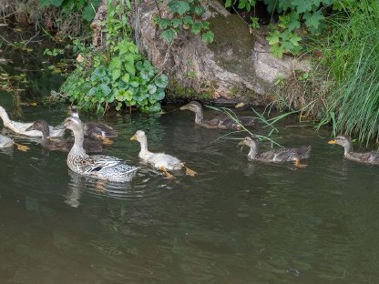 Bild 2:Laufenten zu verkaufen, ca. 2 Monate alt