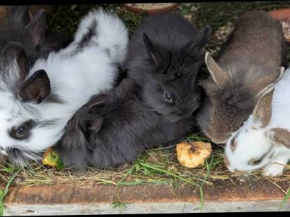 Bild 2:Kleine süße Löwenkopf Zwergkaninchen