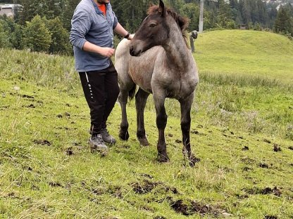 Bild 3:Noriker Blauschimmel Hengstfohlen Freddy P