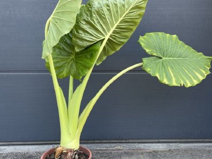 Bild 4:Elefantenohr Pflanze