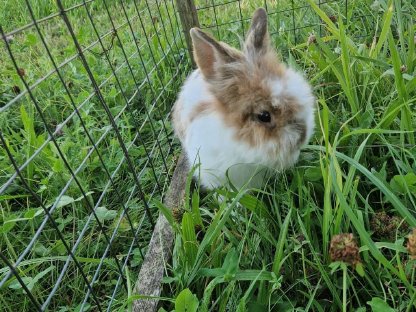 Bild 2:Kaninchen