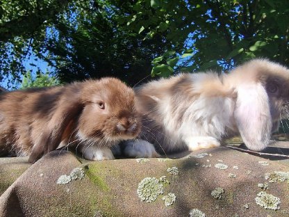 Bild 4:Süße kleine Minilop Häschen