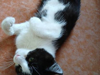 Kater zu vergeben