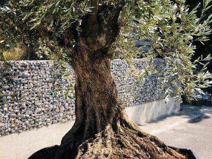 XXL 3,4 m hoch Olivenbaum Methusalem mit Oliven