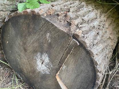 Bild 3:Drechselholz - Schwarznuss