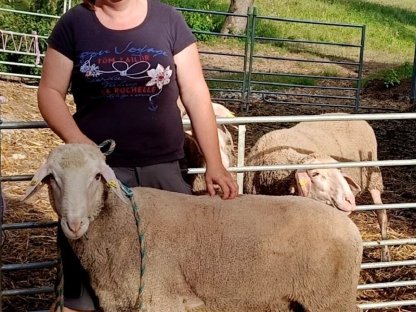 Bild 5:Bio Merinojungschafe