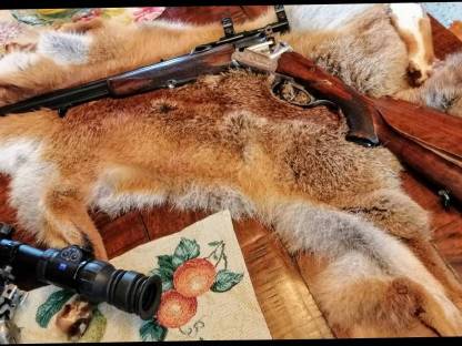 Bild 4:Bockbüchsflinte