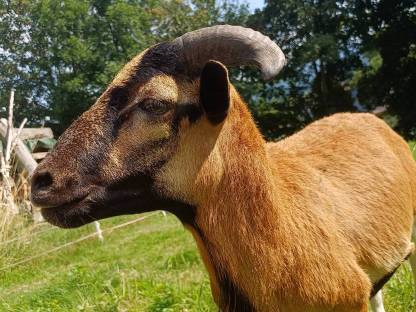 Bild 3:Quessant Bocklamm