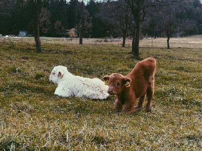 Bild 9:Hochlandrinder Bestand