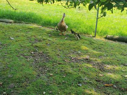 Junge Enten