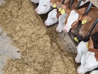 Verkaufe männliche Fresser