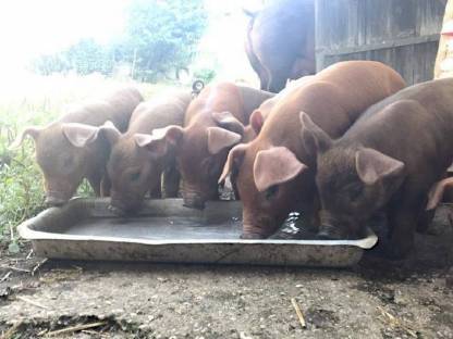 Bild 2:Duroc Ferkel, Iberico, Schwäbisch-Hällisch, Berkshire