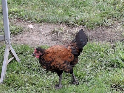 Bild 3:Appenzeller Spitzhauben Hahn