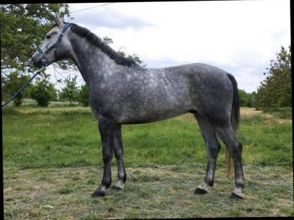 Bild 2:Ungarisches Sportpferd