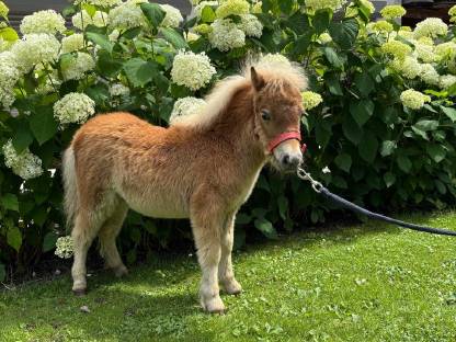 Pony