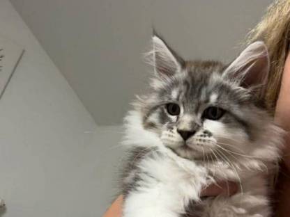 Maine Coon Kitten