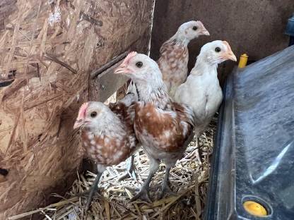 Bild 8:Thüringer Barthuhn Küken