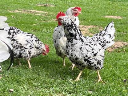 Bild 2:Exchequer-Leghorn Bruteier