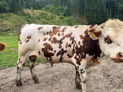 Bild 3:Stier Normanne