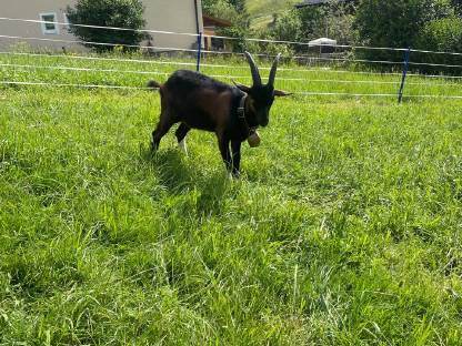 Aosta Ziegenbockkitz