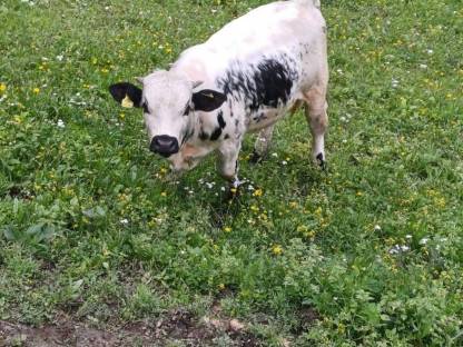 Bild 4:Pustertaler Sprinzen