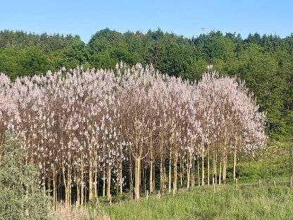 Paulownia, Kiri, Blauglockenbaum