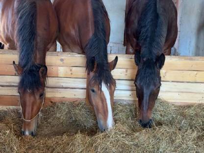 Bild 8:Süddeutsche Kaltblutstute