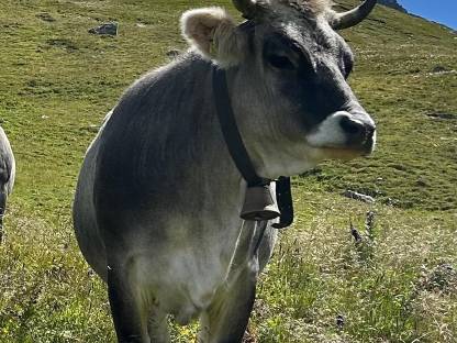 Bild 3:Tiroler Grauvieh