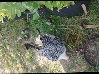 Bild 3:Ostfriesisches Möwen-Mix-Pärchen