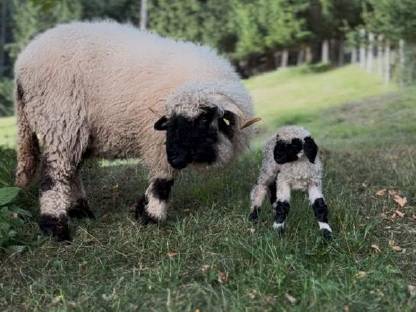Bild 5:BIO Walliser Schwarznasenschaf