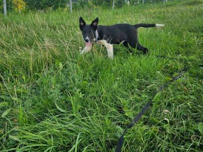 Bild 4:Reinrassige Border Collie Welpen abzugeben