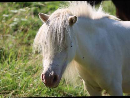 Bild 2:Minishetty Stute Elmhorst Bluebelle