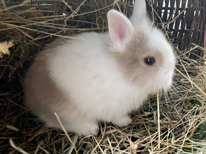 Bild 6:Zwerghase Kaninchen Zwergkaninchen Löwenkopf Teddy
