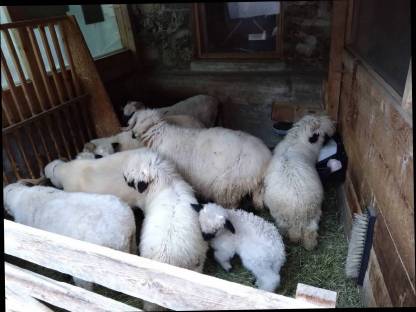 Walliser Schwarznasen Widder