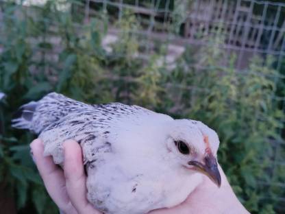 Bild 4:Steinpiperl, Zustellung möglich