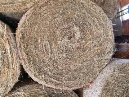 Bild 2:Heuballen 1. Schnitt Dm. 160 cm