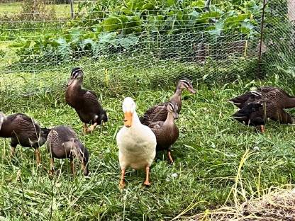 Bild 5:Junge Laufenten