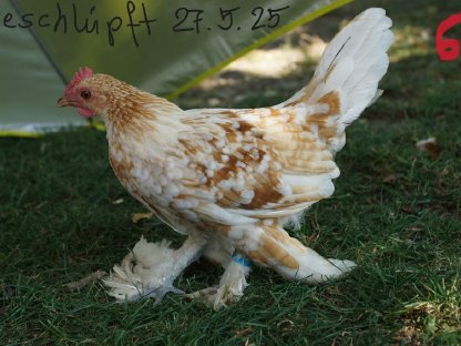 Bild 6:Federfüßige Zwerghähne verschiedene Farben